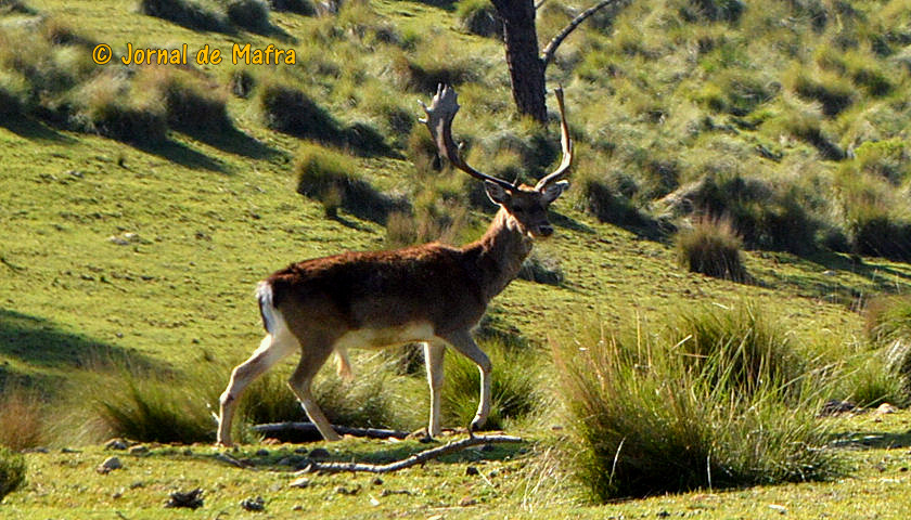 Tapada Nacional de Mafra