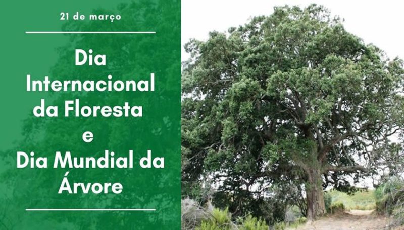 Dia Mundial da Árvore e da Floresta
