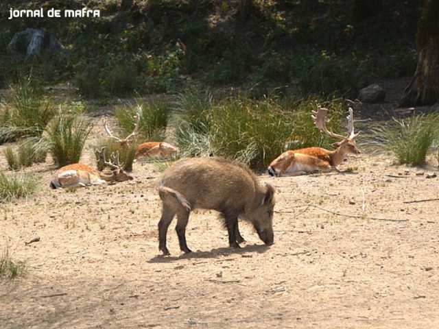 Tapada Biodiversidade Biológica