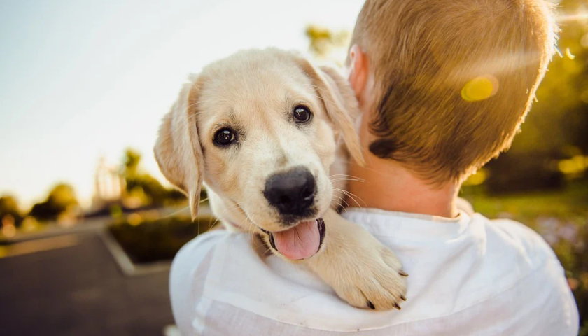 Cão