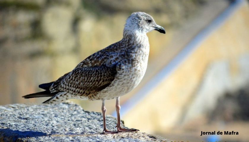 Gaivota Ericeira