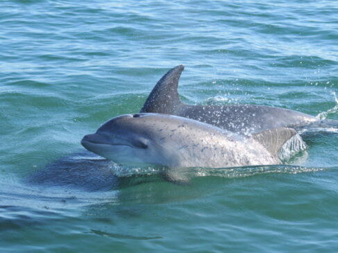 golfinhos1