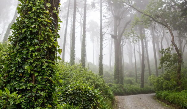 parque pena