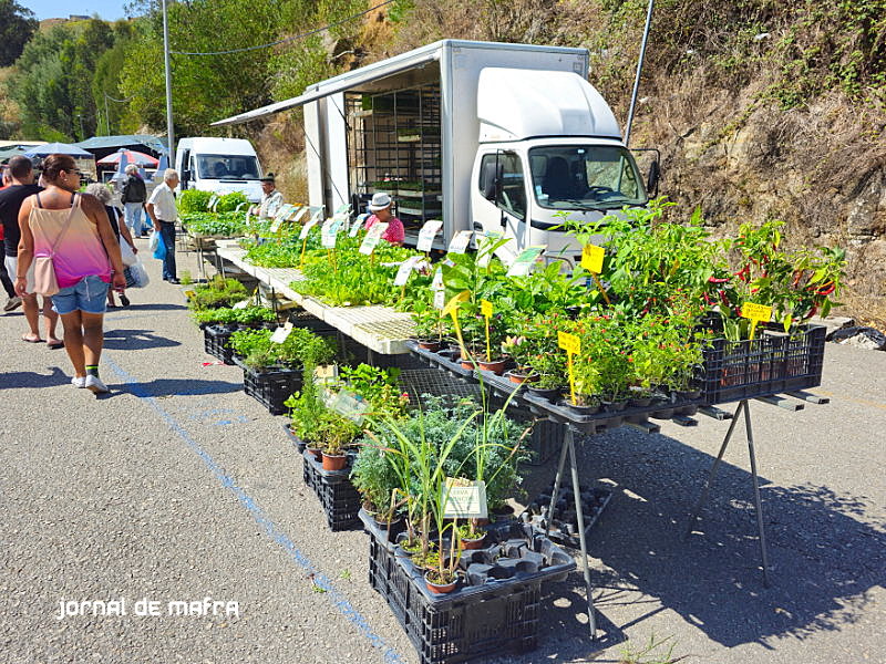 Feira Malveira4