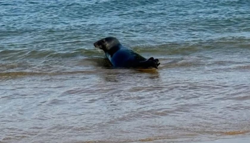 Foca Cascais RALVT