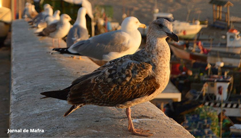 Gaivota Gaivotas