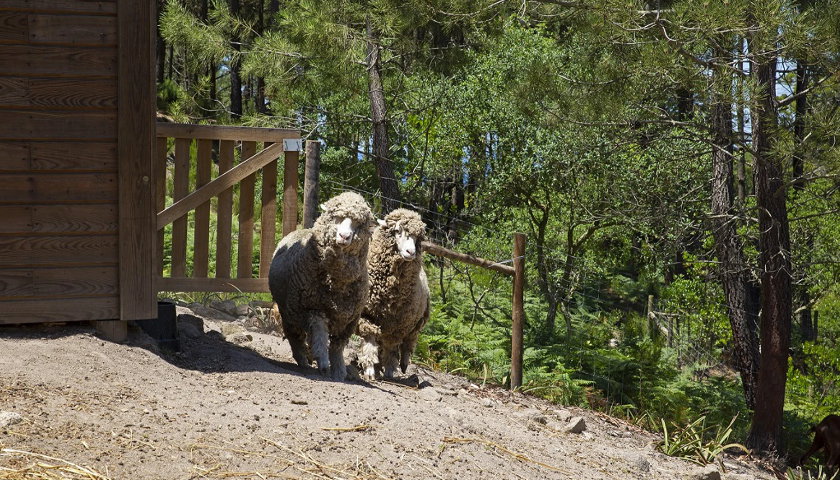 Animais Quintinha de Monserrate Quinta pedagógica