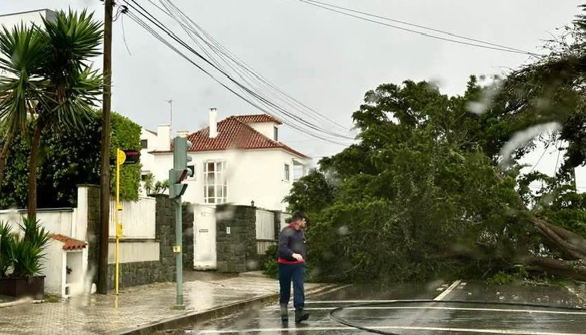 Queda Arvore Ribamar FB quedas de árvores