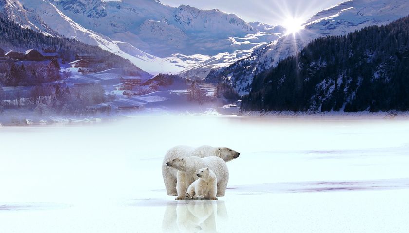 Urso Polar