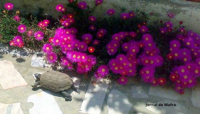 Tartaruga