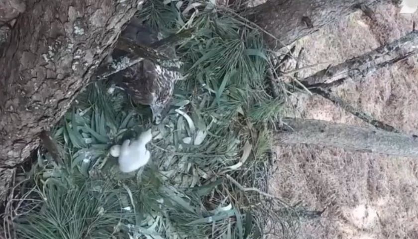 águia de bonelli tnm águia-de-bonelli